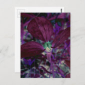 Carte Postale Un autre trillium (Devant / Derrière)