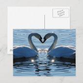 Carte Postale Un baiser du coeur du cygne, réflexions sur l'amou (Devant / Derrière)