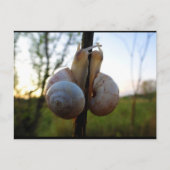 Carte Postale Un Baiser Lent et Doux (Devant)