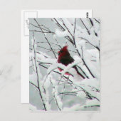 Carte Postale Un Beau Cardinal Rouge Dans Les Arbustes Couverts (Devant / Derrière)