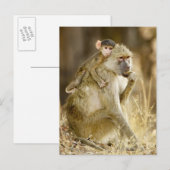 Carte Postale Un bébé babouin jaune (Papio (Devant / Derrière)
