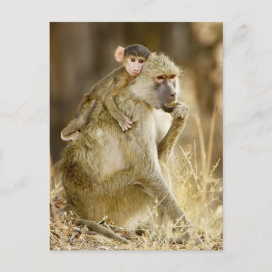 Carte Postale Un bébé babouin jaune (Papio (Devant)