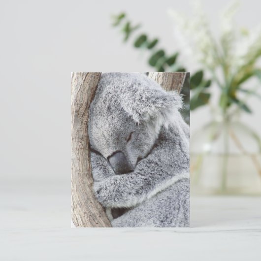 Carte Postale Un bébé koala dormant (Debout devant)