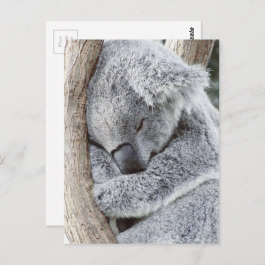 Carte Postale Un bébé koala dormant (Devant / Derrière)