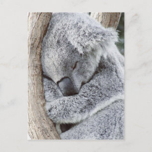 Carte Postale Un bébé koala dormant