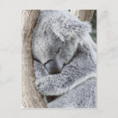 Carte Postale Un bébé koala dormant (Devant)
