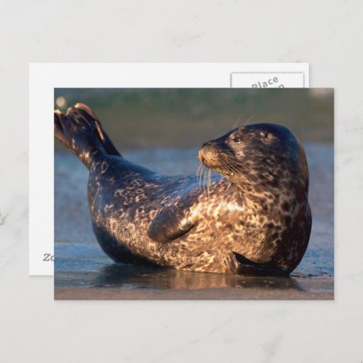 Carte Postale Un bébé phoque levant sa queue (Devant / Derrière)