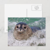 Carte Postale Un bébé phoque surfant (Devant / Derrière)