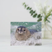 Carte Postale Un bébé phoque surfant (Debout devant)