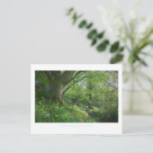 Carte Postale Un bois de printemps cotswold (Debout devant)