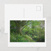 Carte Postale Un bois de printemps cotswold (Devant / Derrière)