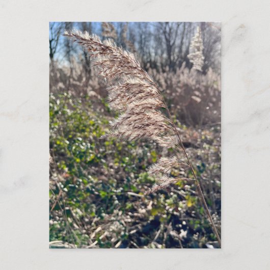 Carte Postale Un bonheur d'automne... (Devant)