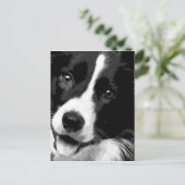 Carte Postale Un Border collie noir et blanc (Debout devant)