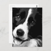 Carte Postale Un Border collie noir et blanc (Devant / Derrière)