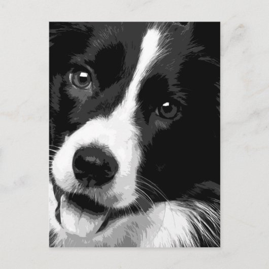 Carte Postale Un Border collie noir et blanc (Devant)