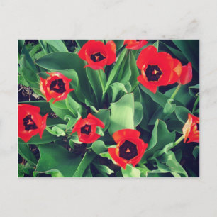 Carte Postale Un bouquet de tulipes dans le jardin