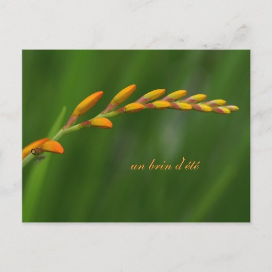 Carte Postale un brin d'été (Devant)