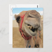 Carte Postale Un Camel Gai (Devant / Derrière)
