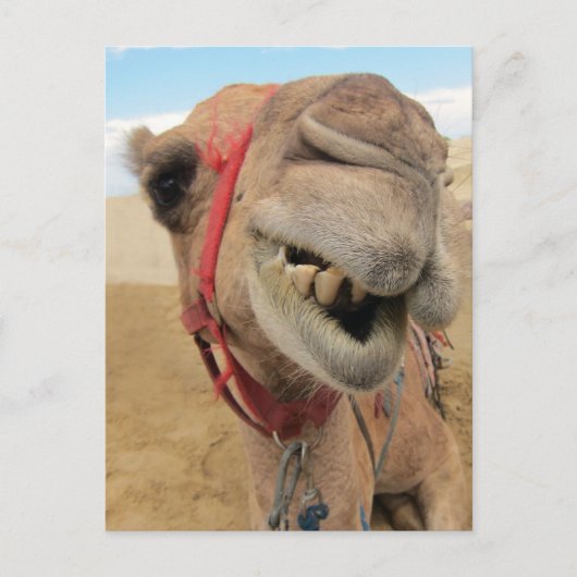 Carte Postale Un Camel Gai (Devant)