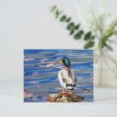 Carte Postale Un canard contacte une nage. (Debout devant)