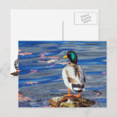 Carte Postale Un canard contacte une nage. (Devant / Derrière)