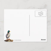 Carte Postale Un canard contacte une nage. (Dos)