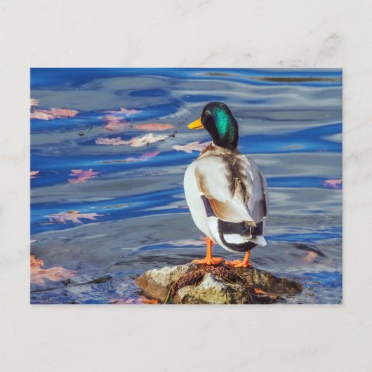 Carte Postale Un canard contacte une nage. (Devant)