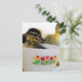 Carte Postale Un canard dans un thé (Debout devant)