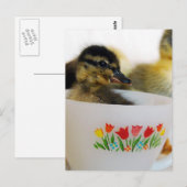 Carte Postale Un canard dans un thé (Devant / Derrière)