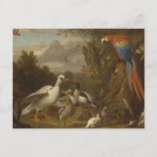 Carte Postale Un canard macaw Parrots et autres oiseaux dans un