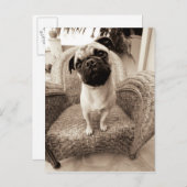 Carte Postale Un Carlin dont la tête est intitulée sur le côté (Devant / Derrière)