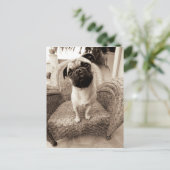 Carte Postale Un Carlin dont la tête est intitulée sur le côté (Debout devant)