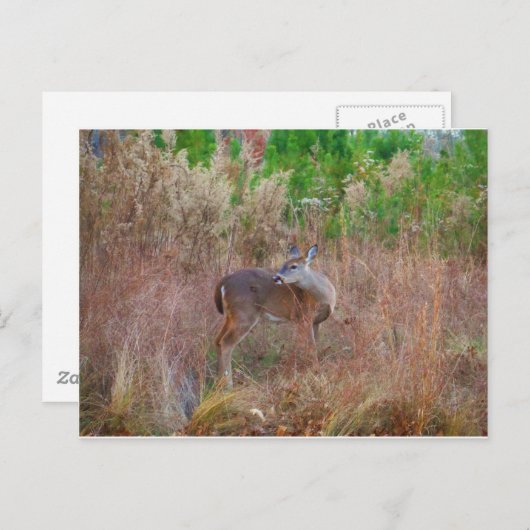 Carte Postale Un cerf dans l'herbe haute (Devant / Derrière)