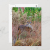 Carte Postale Un cerf dans l'herbe haute (Devant / Derrière)