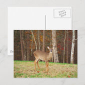 Carte Postale Un cerf de rêve de chasseur (Devant / Derrière)