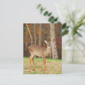 Carte Postale Un cerf de rêve de chasseur (Debout devant)