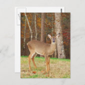 Carte Postale Un cerf de rêve de chasseur (Devant / Derrière)