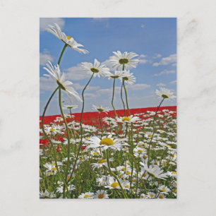 Carte Postale Un champ agricole de marguerites blanches aux yeux