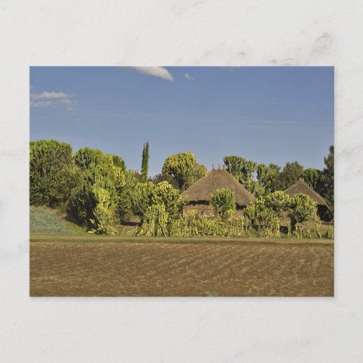 Carte Postale Un champ cultivé devant des maisons à toit de chau (Devant)