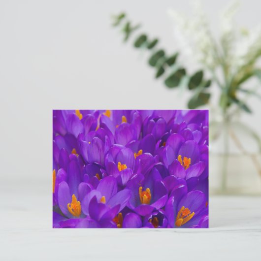 Carte Postale Un champ de crocus violets (Debout devant)