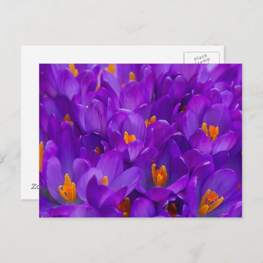 Carte Postale Un champ de crocus violets (Devant / Derrière)
