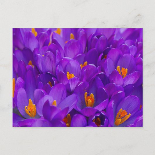 Carte Postale Un champ de crocus violets (Devant)
