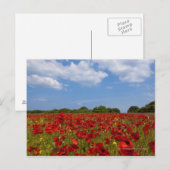 Carte Postale Un Champ De Fleurs Rouges (Devant / Derrière)