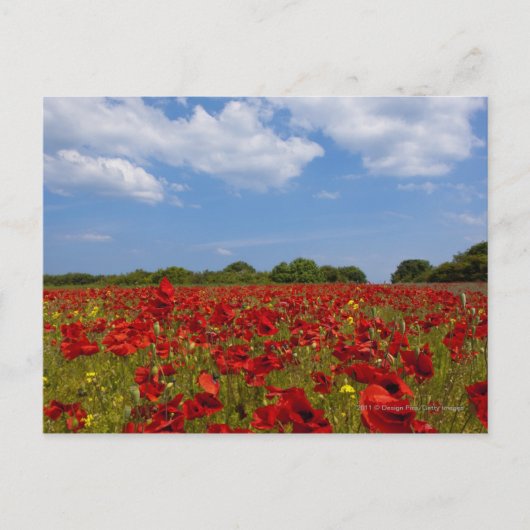 Carte Postale Un Champ De Fleurs Rouges (Devant)