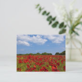 Carte Postale Un Champ De Fleurs Rouges (Debout devant)