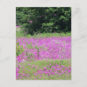 Carte Postale Un champ de fleurs sauvages roses printanières