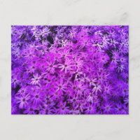 Un champ de marguerites violettes et roses