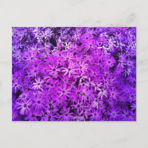 Carte Postale Un champ de marguerites violettes et roses