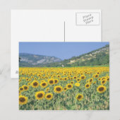 Carte Postale un champ de tournesols (Devant / Derrière)