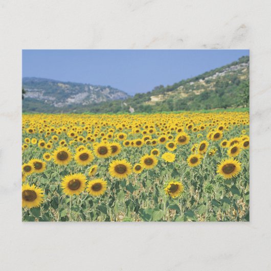 Carte Postale un champ de tournesols (Devant)